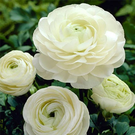 Лютики White 6/7, фото 2