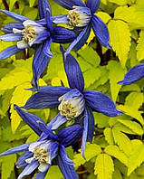 Княжик "Столвик Голд " \ Clematis Stolwijk Gold ( саженцы 4 года С5л )