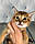 Кошеня Чаузі Ф1, народжена 16.01.2020 у вихованці Royal Cats. Україна, Київ, фото 7