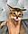 Кошеня Чаузі Ф1, народжена 16.01.2020 у вихованці Royal Cats. Україна, Київ, фото 9