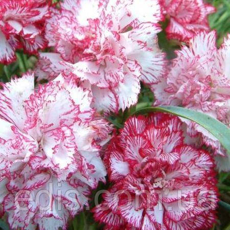 Гвоздика Шабо двокольорова суміш 0,2 г, насіння Яскрава