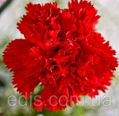 Гвоздика Шабо червона 0,1 г, насіння Яскрава