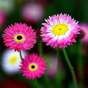 Геліптерум (сухоцвіт, однорічник) суміш 0,2 г, насіння Яскрава, фото 1