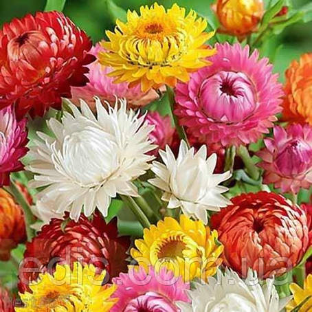 Геліхрізум Безсмертник 0,3 г, насіння Яскрава, фото 1