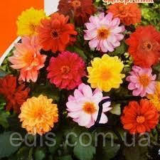 Жоржини Чудовий балкон 0,2 г, насіння Яскрава, фото 1