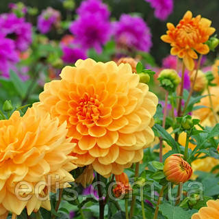 Жоржини махрові високі суміш 0,3 г, насіння Яскрава, фото 2