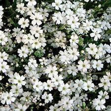 Гіпсофіла Біла 2 г, насіння Яскрава, фото 2