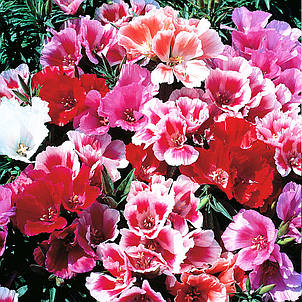 Годеция крупноквіткова суміш 0,2 г, насіння Яскрава, фото 1