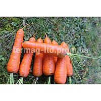 Семена морковь Курода (500 г) Soto Seeds
