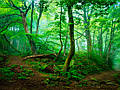 Фотошпалери на вініловій основі Зелений ліс