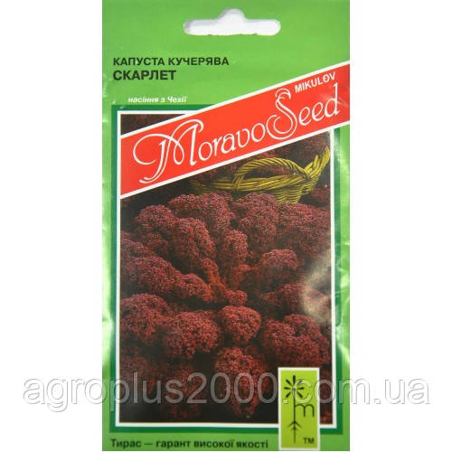 Насіння Капуста Листова Кале Скарлет 0,2 грама MoravoSeed