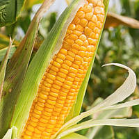 Насіння кукурудзи ОРЖИЦЯ 237 МВ (ФАО 240