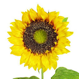 Польові. весняні та інші квіти