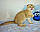 Котик шотландської висолухої шиншили, народжений 29.11.2019 у вихованцеві Royal Cats. Україна, Київ, фото 2