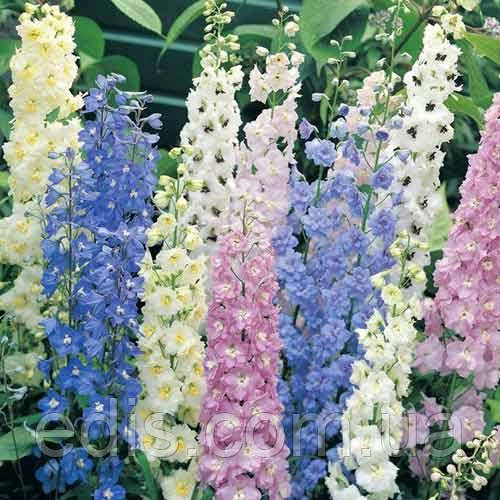 Дельфініум багаторічний суміш 0,1 г, насіння Яскрава