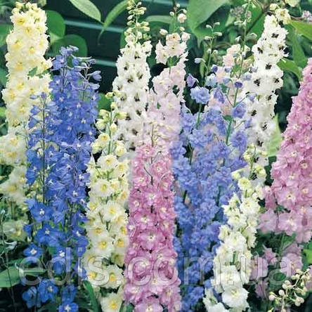 Дельфініум багаторічний суміш 0,1 г, насіння Яскрава, фото 1