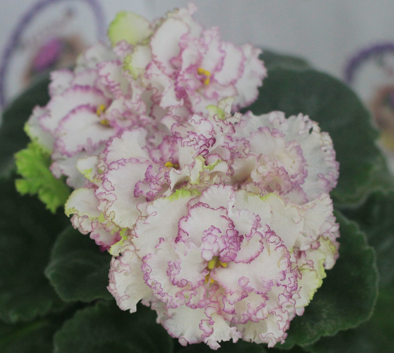 Ав мимими спорт фиалка. Ав мимими. Фиалка думплин. Ав мимими. Ав-мимими фиалка.