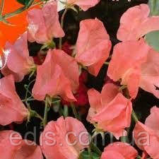 Горошок запашний Принцеса Елізабет 1,0 г, Яскрава, фото 1