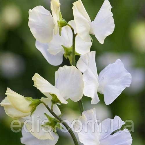 Горошок запашний Жаннет 1,0 г, Яскрава