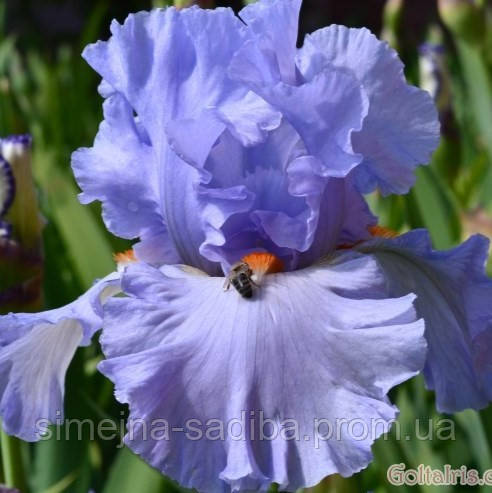 Ирис бородатый Принцесса Каролина Де Монако (Iris Princesse Caroline De Monaco) - фото 1 - id-p1146555257