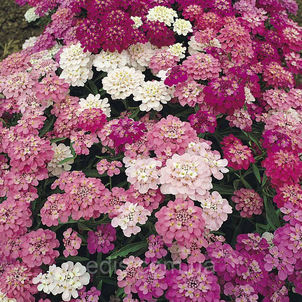 Іберіс суміш 1 г, (однорічник), насіння Яскрава