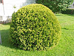 Туя західна Глобоза, Thuja occidentalis 'Globosa', С2-С3, фото 5