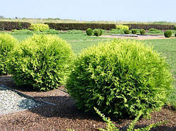 Туя західна Глобоза, Thuja occidentalis 'Globosa', С2-С3