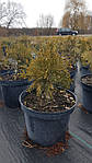 Туя західна Глобоза, Thuja occidentalis 'Globosa', С2-С3, фото 6