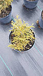 Туя західна Глобоза, Thuja occidentalis 'Globosa', С2-С3, фото 4