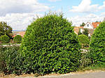 Туя західна Глобоза, Thuja occidentalis 'Globosa', С2-С3, фото 3