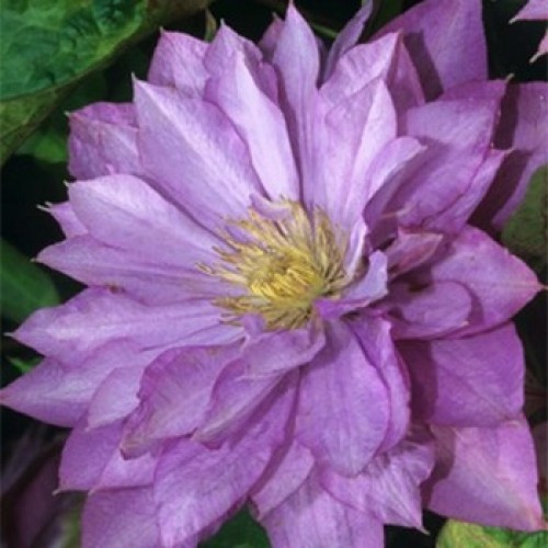Клематис махровий Proteus