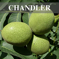 Саджанці волоського горіха Chandler (США)