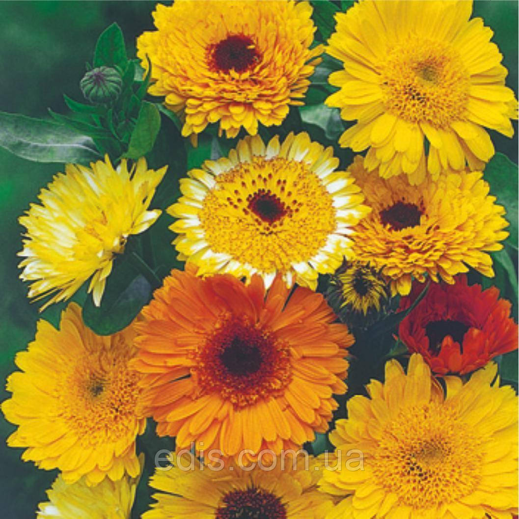 Календула Високоросла суміш 0,2 г, насіння Яскрава