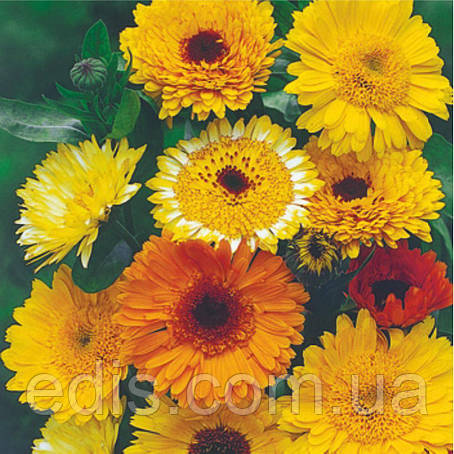 Календула Високоросла суміш 0,2 г, насіння Яскрава, фото 1