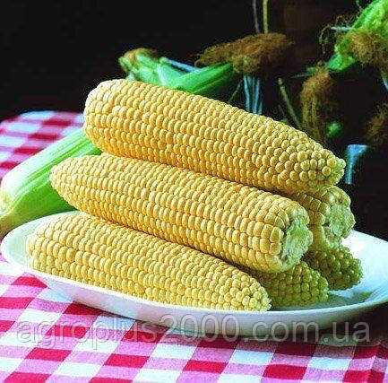 Насіння Кукурудза цукрова суперсолодка Бондюелька F1, 50 грамів Syngenta Агропак, фото 3