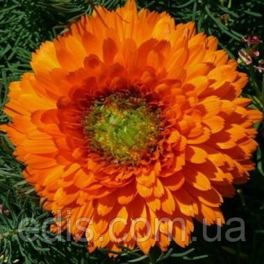 Календула Помаранчеве серце 0,5 г, насіння Яскрава, фото 1