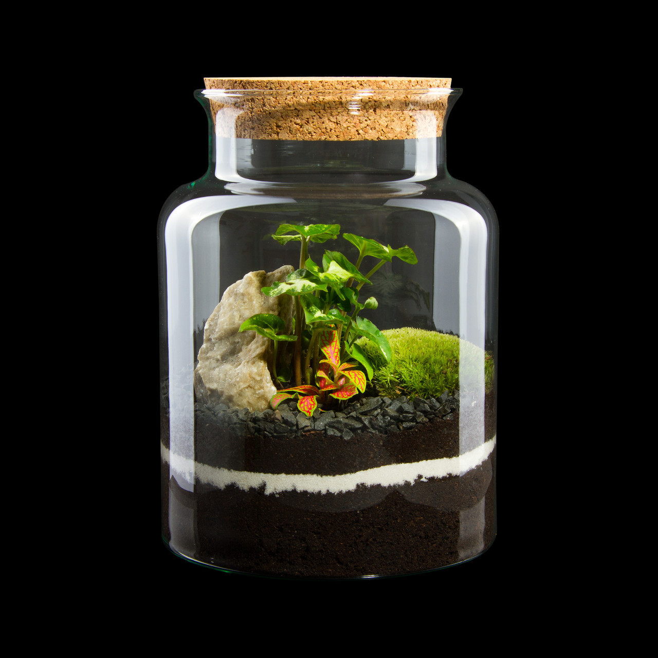 Декоративный флорариум в банке с живыми растениями Ф6 - фото 1 - id-p1146756966