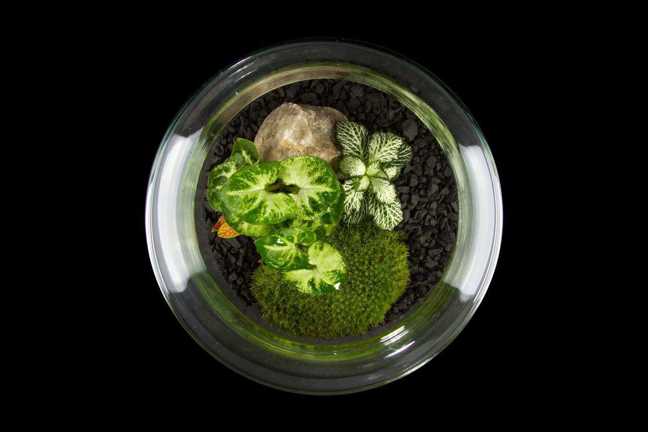 Декоративный флорариум в банке с живыми растениями Ф6 - фото 2 - id-p1146756966
