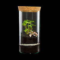 Оригинальный декоративный флорариум в банке с живыми растениями Ф9