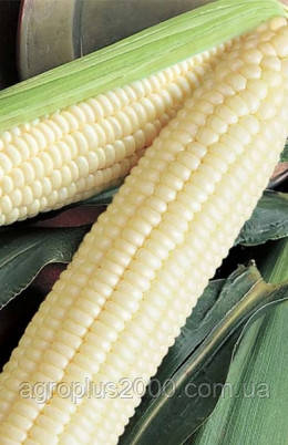 Насіння Кукурудза цукрова Андріївський F1, 5 грам МНАГОР Агропак, фото 2