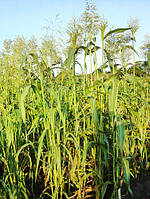 Семена трава суданка 10 кг (рыжая) Fazenda