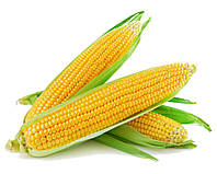 Почаевский 190 МВ Семена кукурузы