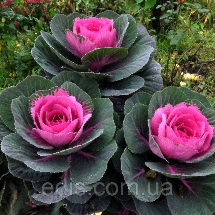 Капуста декоративна Крупнолисткова 0,2 г, насіння Яскрава