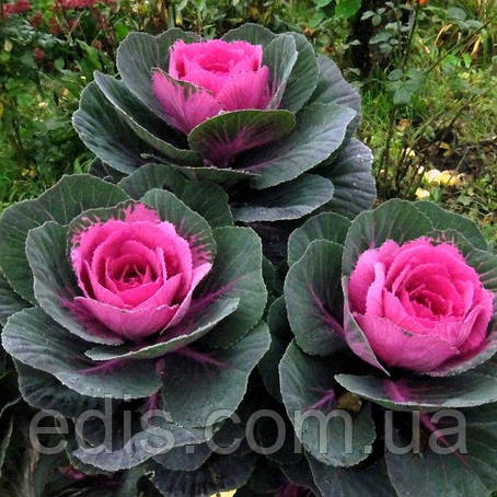 Капуста декоративна Крупнолисткова 0,2 г, насіння Яскрава, фото 1