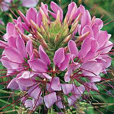 Клеома колюча суміш 0,2 г, насіння Яскрава, фото 2