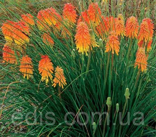 Кніфофія, багаторічник, 0,2 г, насіння Яскрава