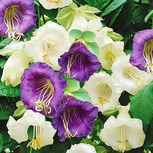 Кобея Суміш 0,2 г, насіння Яскрава, фото 1