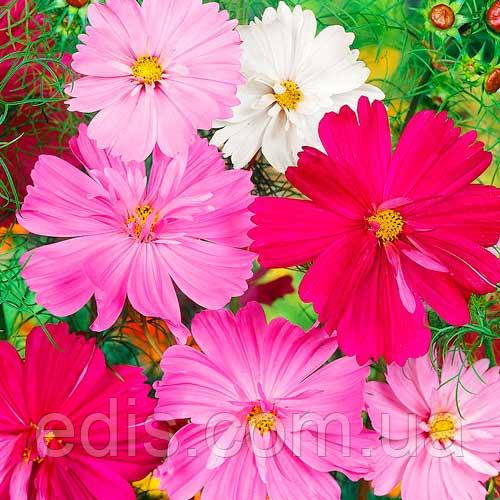 Космея Суміш 0,5 г, насіння Яскрава