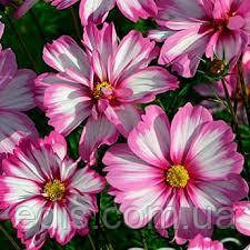 Космея Сенсація Пікоті 0,25 г, насіння Яскрава