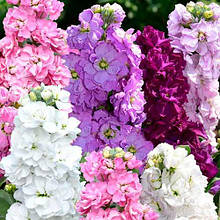 Насіння левкої